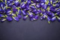 Top view fresh purple Butterfly pea flower on black stone board Royalty Free Stock Photo