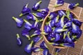 Top view fresh purple Butterfly pea flower on black stone board Royalty Free Stock Photo