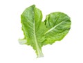 Top view of fresh raw green romaine lettuce leaves for salad isolated on white background. Royalty Free Stock Photo