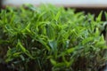 Top view of fresh and raw sprouts of mung bean. Microgreen healthy food