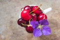 Top view of cherries with a purple flower and a straw in a white cup on wooden background Royalty Free Stock Photo