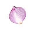 Top view of fresh red or purple onion half isolated on white background with clipping path Royalty Free Stock Photo