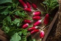 Top view fresh red radish on old wooden table. Growing organic vegetables. A bunch of raw fresh radishes on dark boards ready to Royalty Free Stock Photo