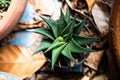 Top view fresh succulents cactus plant with prickly pears , green color of thorn tree in pot at natural garden