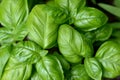 Fresh sweet basil Ocimum basilicum plant and leaves growing in urban garden Royalty Free Stock Photo