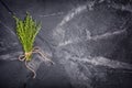 Top view on fresh thyme green herb on black marble background Royalty Free Stock Photo