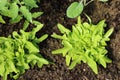 Top view of fresh vegetable cultivated in fertile soil. Lettuce, tomato, kohlrabi. Tasty vegetable from home garden. Raw food Royalty Free Stock Photo