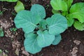 young cabbage that newly planted in a farm field. Organic green cabbages plants in the garden. Royalty Free Stock Photo