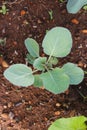 Top view of fresh young cabbage that newly planted in a farm field. Royalty Free Stock Photo