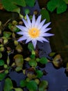 Top view of a lotus flower with raindrops on its petals Royalty Free Stock Photo