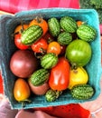 A top view of freshly picked cucumber tomatoes and tomatoes in a basket