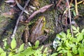 Top view - a frog sits on the shore by a pond. The concept of nature, ecology and environmental protection. Amphibians and Zoology Royalty Free Stock Photo