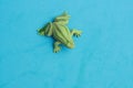 Top view of a frog toy isolated on a blue background Royalty Free Stock Photo