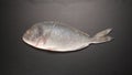TOP VIEW: Frozed Dorade fish on black table Royalty Free Stock Photo