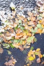 Top view of frozen puddle with fallen leaves Royalty Free Stock Photo