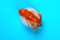 Frozen shrimp in an unfreezing process Royalty Free Stock Photo
