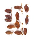 Top View. Fruits of date palm on white background