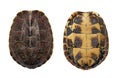 Top view full frame small turtle both side isolated on white background Royalty Free Stock Photo
