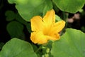 Top view of fully open large bright yellow pumpkin flower surrounded with thick green leaves planted in local urban garden Royalty Free Stock Photo