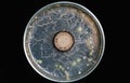 Top view fungus contaminated on nutrient agar in plate black background