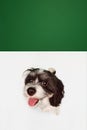 Top view. Funny face of adorable dog, purebred Shi-Tzu pet looking at camera isolated on green white studio background Royalty Free Stock Photo
