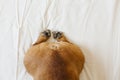 Top view of funny french bulldog bum. Dog lying on bed an relaxing. Daytime and lifestyle indoors Royalty Free Stock Photo