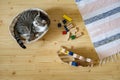 Top view funny little cat lying in straw basket on floor at childish room wooden stacked blocks toys Royalty Free Stock Photo