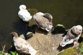 Top view of a gaggle of geese resting on a rock in a pond