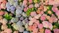 Top view of a garden with blooming hydrangeas.