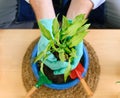 Top view of gardener senior man holding a fresh seedling with soil in hands as a hobby of home gardening at home. new life and Royalty Free Stock Photo