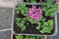 Top view of gardening cart, wheelbarrow with plant and flower Royalty Free Stock Photo