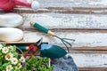 Top view on gardening a shovel filled with soil and flowers potted tool in the garden summer spring time, copy space. Royalty Free Stock Photo