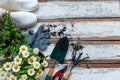 Top view on gardening a shovel filled with soil and flowers potted tool in the garden summer spring time, copy space. Royalty Free Stock Photo