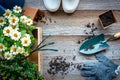 Top view on gardening a shovel filled with soil and flowers potted tool in the garden summer spring time, Royalty Free Stock Photo