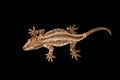 Top view of Gargoyle Gecko, Rhacodactylus auriculatus staring black Royalty Free Stock Photo