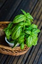 Top view of genovese basil