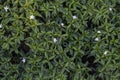 Top view of Gerdenia Crape Jasmine in the garden.