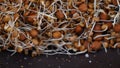 Top view of germinated chickpea beans on the dark surface