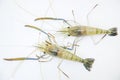 Top view of giant freshwater prawns