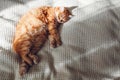 Top view of ginger cat relaxing on couch in living room on sunny day. Pet having good time sleeping at home Royalty Free Stock Photo