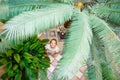 Top view of girl in garden