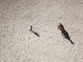 Top view of girl lunging sorrel horse, shadows