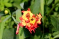 Top view of Gladiolus or Sword lily perennial cormous flowering plant with fully open blooming sword shaped red and yellow flowers Royalty Free Stock Photo