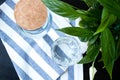 Top view. A glass and bottle of water, green plant in a pot, kitchen towel with blue line on the table.