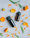 Top view of glass bottles of calendula essential oil with fresh marigold. Royalty Free Stock Photo
