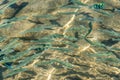 Top view of a glistening sea water and fish in the water