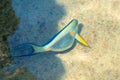 Top view of a glistening sea water and fish in the water