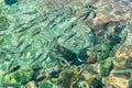 Top view of a glistening sea water and fish in the water