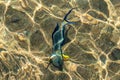 Top view of a glistening sea water and fish in the water