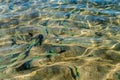 Top view of a glistening sea water and fish in the water